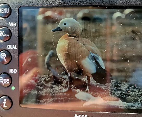 Tadorne casarca  - Janusz Błaż