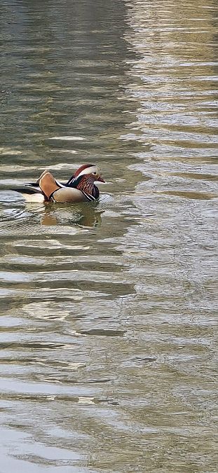 mandarynka  - Konrad Uryga