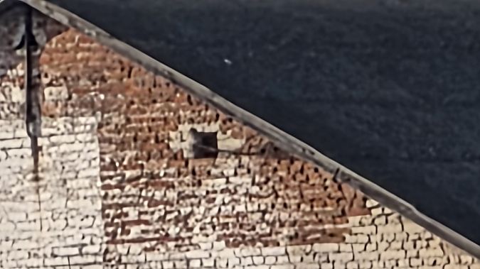 Chevêche d'Athéna  - Przemysław Stachyra