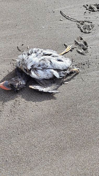 Fratercula arctica  - Gonzalo Torre