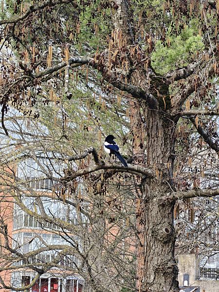 Mika  - Vanesa López Vázquez
