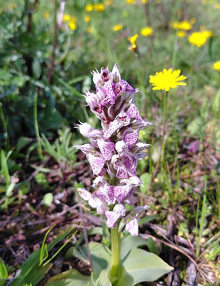 Neotinea lactea  - Julien Buissart