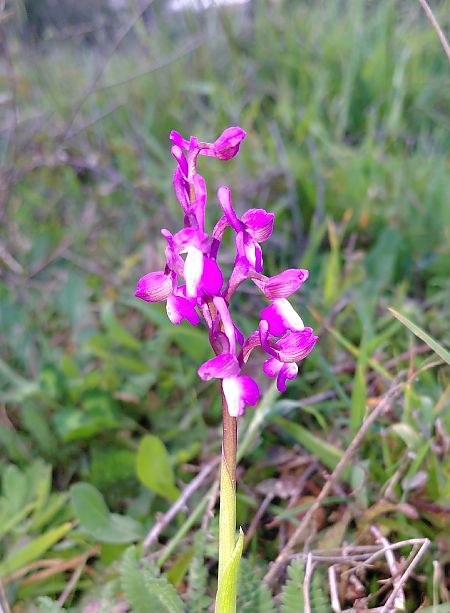 Anacamptis morio  - Julien Buissart