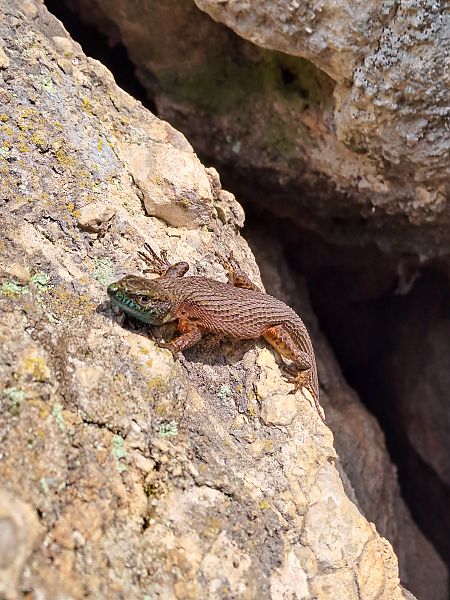Algiroide magnifico  - Enrico Navarria (FVG)