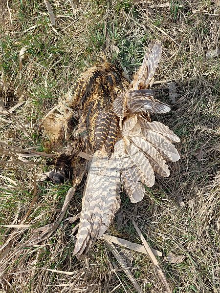 Rohrdommel  - Rafał Walczybok
