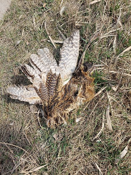 Butor étoilé  - Rafał Walczybok