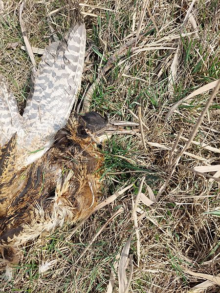 Butor étoilé  - Rafał Walczybok