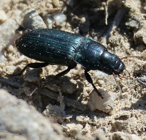 Harpalus affinis  - Enrico Ferrari