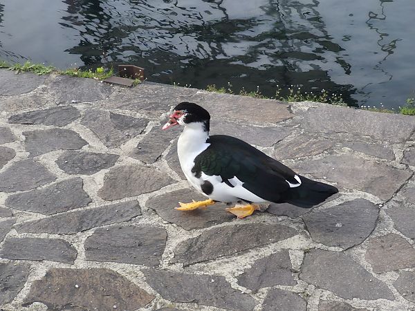 Ibrido di anatra  - Alessio Mannello