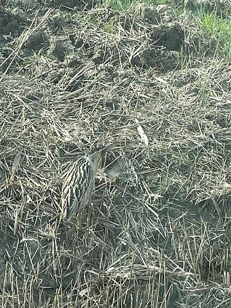 Tarabuso  - Davide Scridel (FVG)