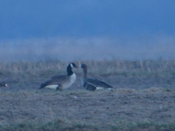 Kanadagans  - Szymon Kaczmarek