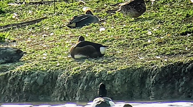 Moretta tabaccata  - Lino Lipparini