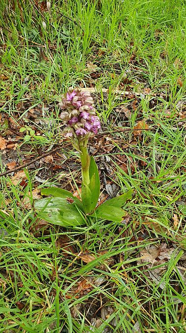 Barlia robertiana  - Vincent Gaget