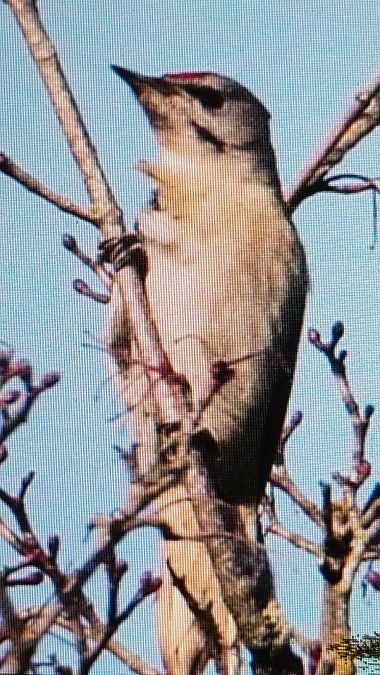 dzięcioł zielonosiwy  - Marek Betlejewicz