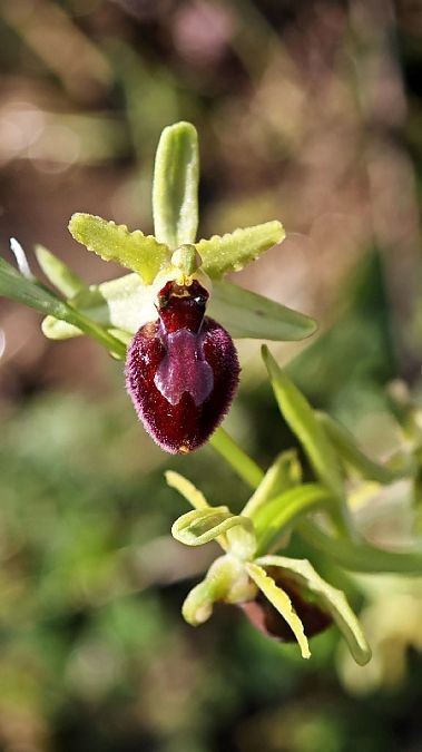 Ophrys exaltata subsp. marzuola  - Alain Bultez