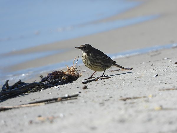 Strandpieper  - Anna Szotek