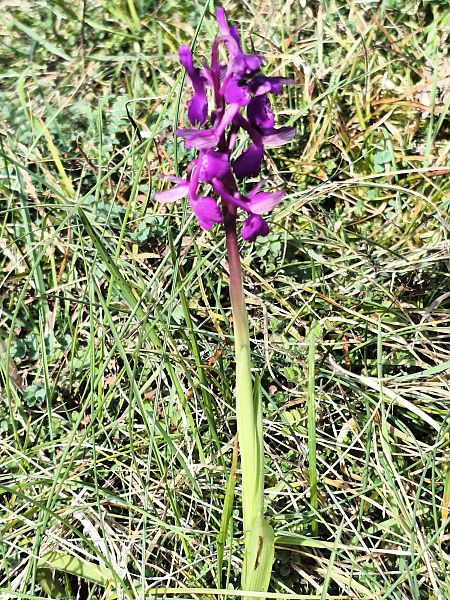 Anacamptis morio  - Bodo Guenael
