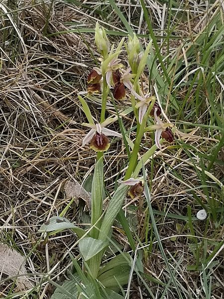 Ophrys arachnitiformis  - Richard Fay