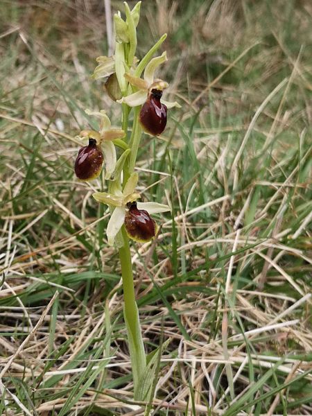 Ophrys arachnitiformis  - Richard Fay