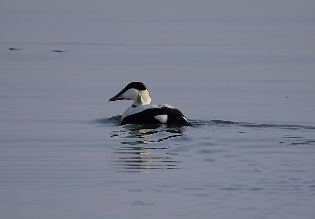 Eider à duvet  - Robin Heinen