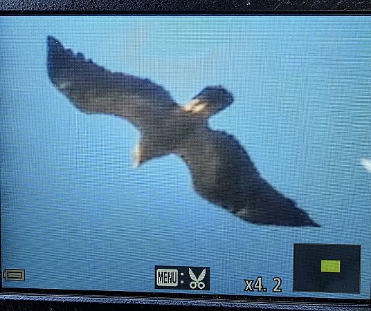 orlik krzykliwy  - Robert Locman