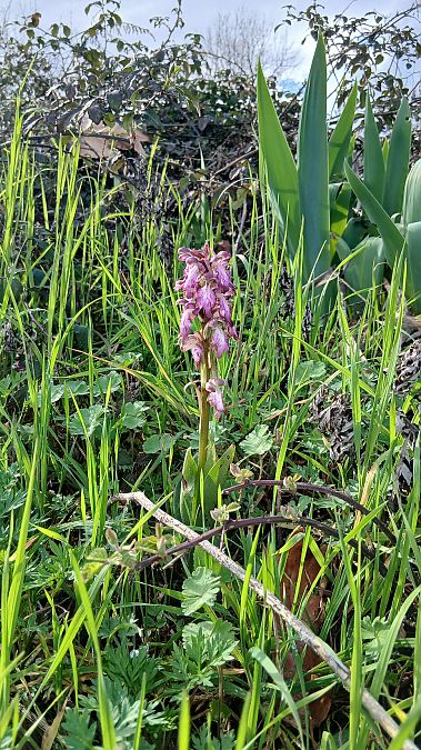 Himantoglossum robertianum  - Gaetan Bottin