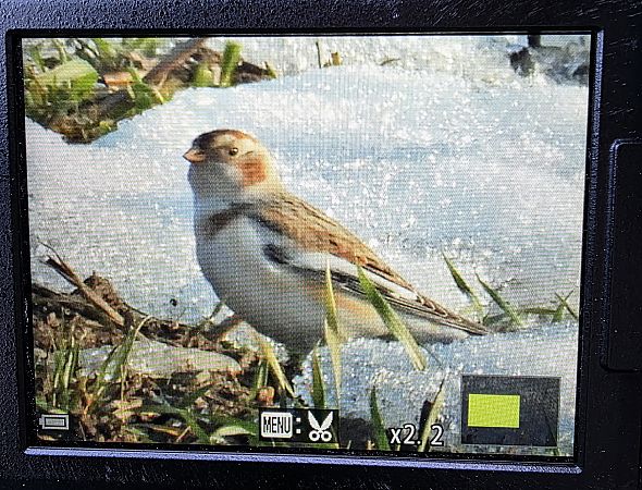 śnieguła  - Robert Locman