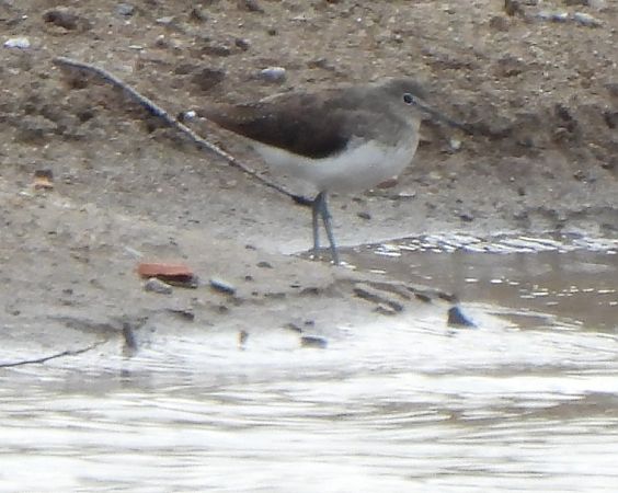 Xivita  - Joan Pessarrodona