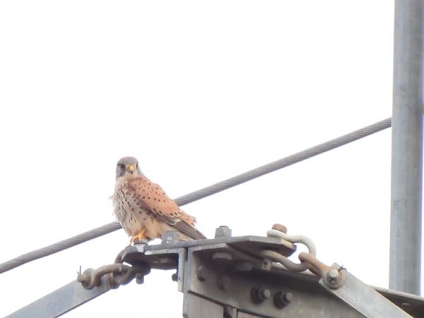 Xoriguer comú  - Joan Pessarrodona