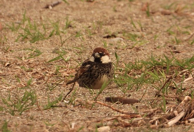 Weidensperling  - Andrea Sorrentino