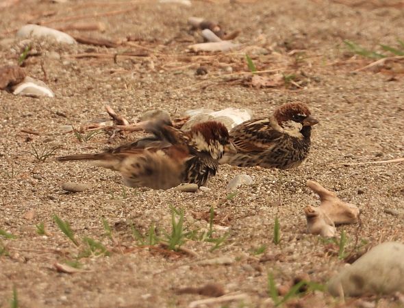 Passera sarda  - Andrea Sorrentino