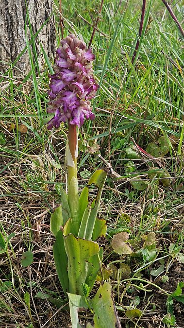Himantoglossum robertianum  - Michel Gaydier