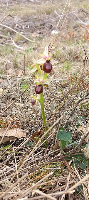 Ophrys arachnitiformis  - Gerard Chassan