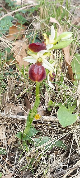 Ophrys arachnitiformis  - Gerard Chassan