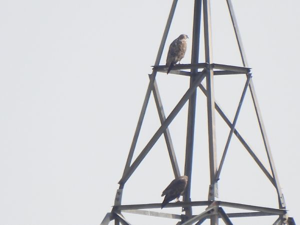 Aligot comú  - Joan Pessarrodona