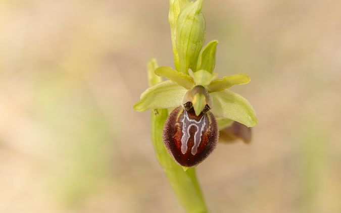 Ophrys exaltata subsp. marzuola  - Anna Ollivier