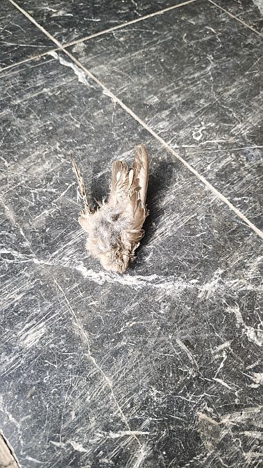 Rondine montana  - Carlotta Fassina