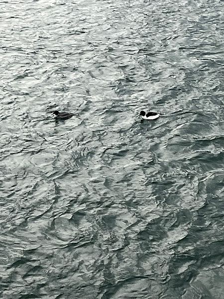 Smergo maggiore  - Michelangelo Lamera