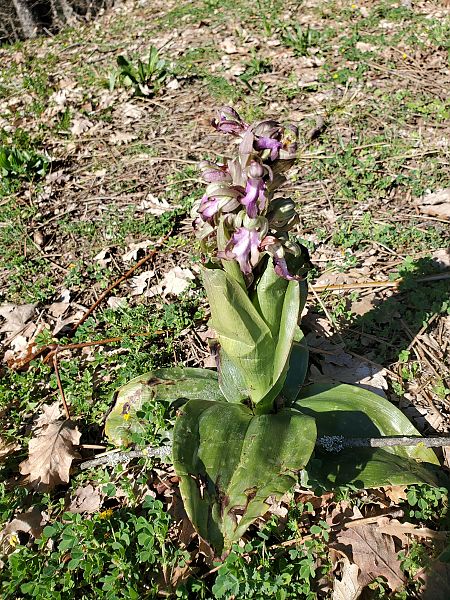 Himantoglossum robertianum  - Rudi Vanherck