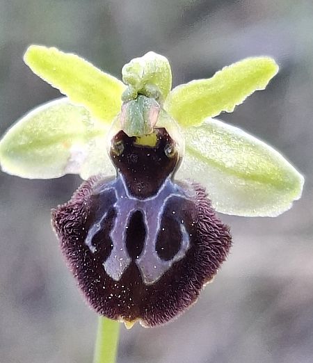 Ophrys occidentalis 