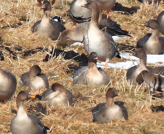 gęś krótkodzioba  - Robert Locman