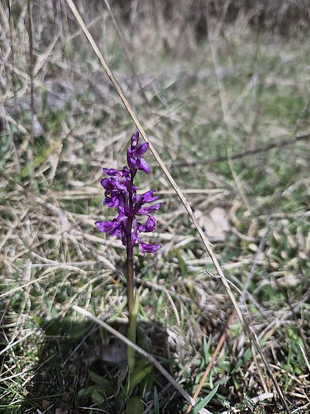 Anacamptis morio  - Frédéric Vacaresse