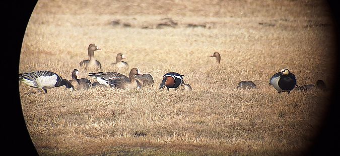 bernikla rdzawoszyja  - Radosław Włodarczyk