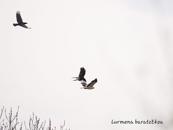 Arrano txikia  - Mikel Etxegarai