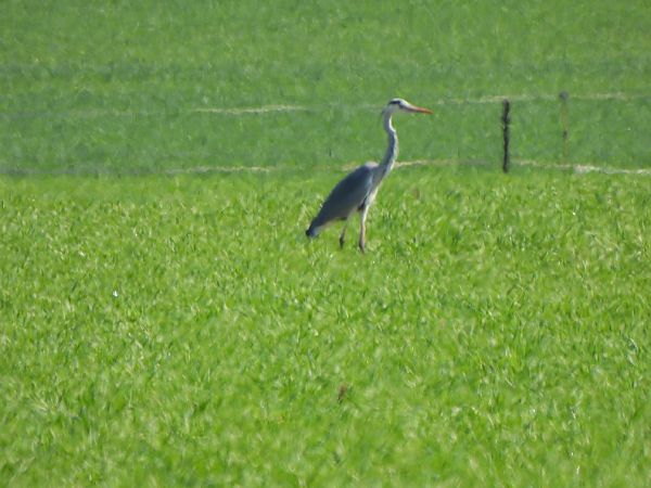 Bernat pescaire  - Joan Pessarrodona