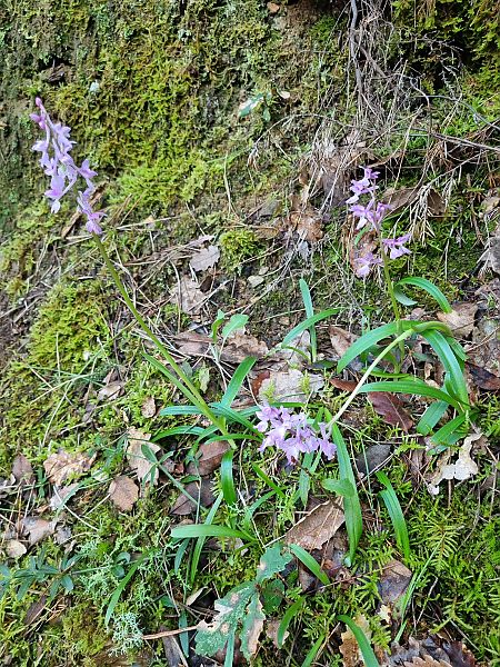 Orchis olbiensis  - Pere Espinet