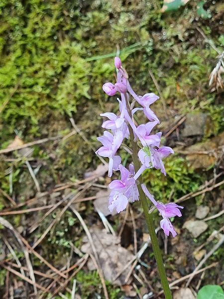 Orchis olbiensis  - Pere Espinet
