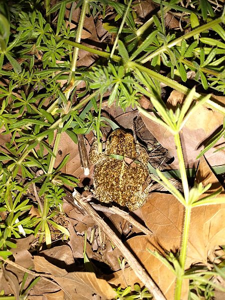 Gripau corredor  - Enric Fontcuberta
