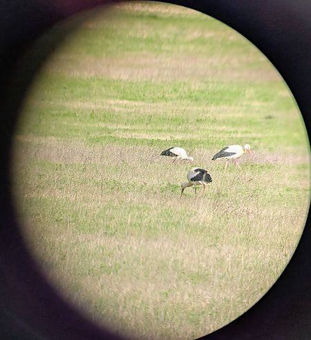 Cicogna bianca  - Fabrizio Franconi