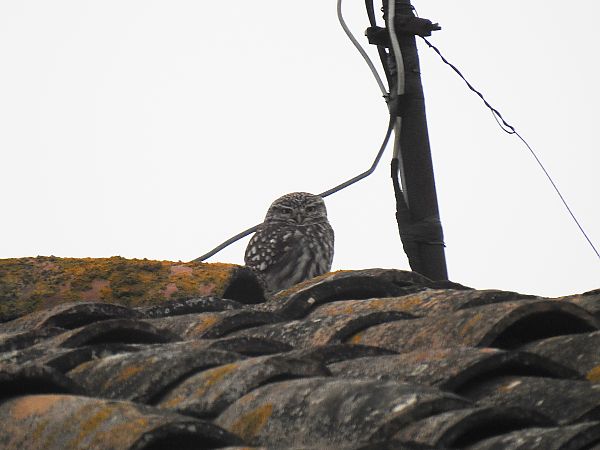 Mussol comú  - Andreu Duclau